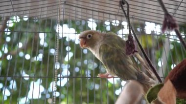 Yeşil yanaklı muhabbet kuşu veya yeşil yanaklı koni kafesin üzerine tünemiş..