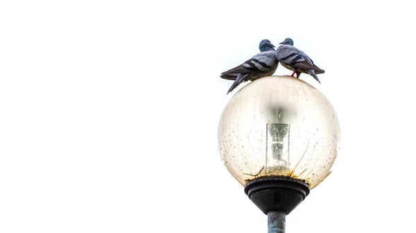 Pigeons Sur Des Lampes Dans Fond Blanc — Photo