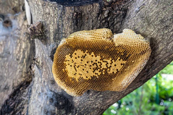 Doğa Arka Planındaki Ağacın Üzerinde Bal Peteği — Stok fotoğraf