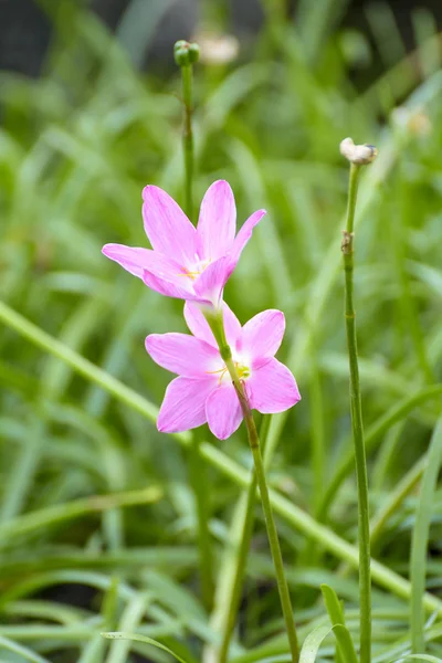 Flowers — Stock Photo, Image