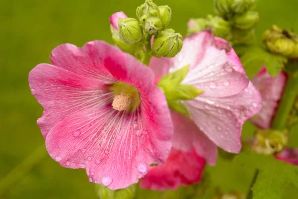 Hollyhock. — Fotografia de Stock