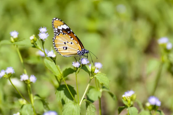 Mariposa y poáceas — Foto de Stock