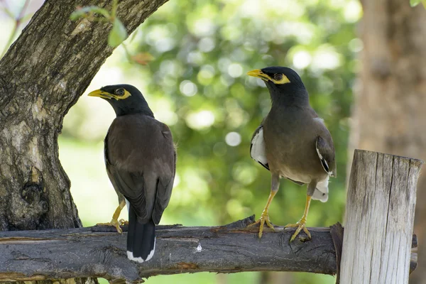 Myna