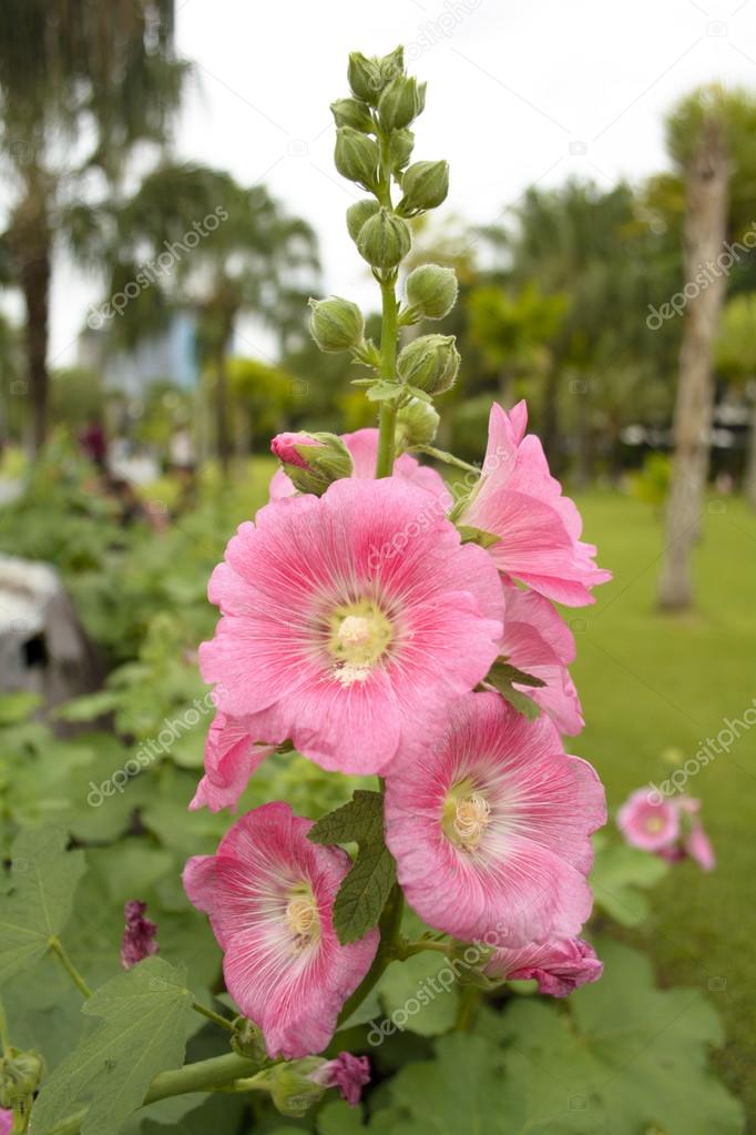 Hollyhock