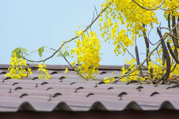 Golden Shower Tree — Stock Photo, Image