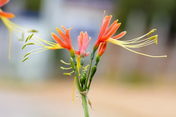 Eucrosia bicolore — Foto Stock