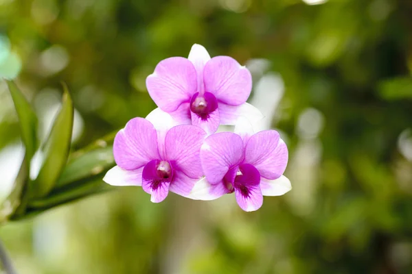 Orchid — Stock Photo, Image