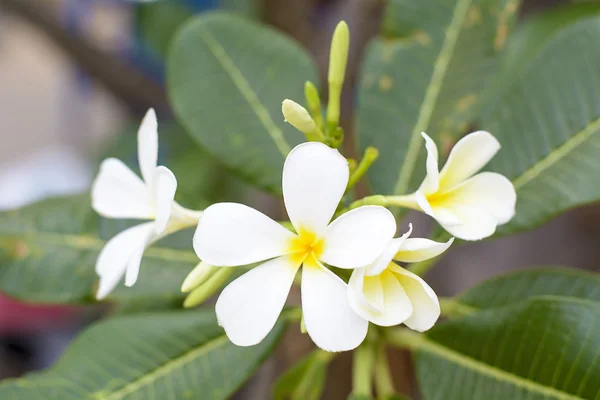 Plumeria Flower — Stock Photo, Image