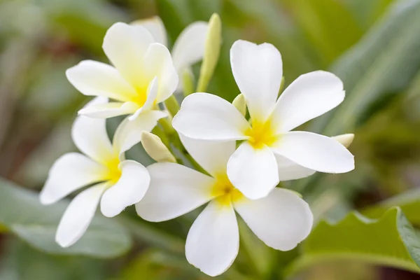 Plumeria Flower — Stock Photo, Image