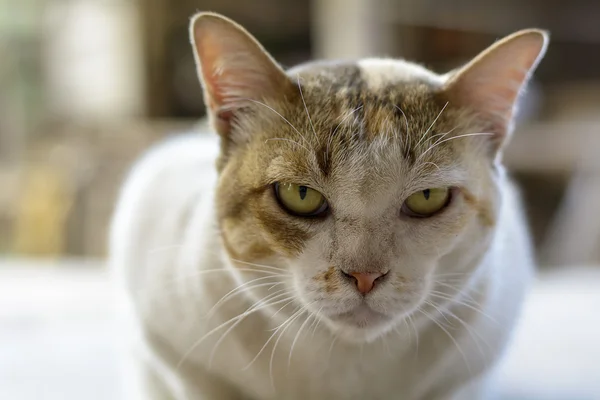 Gatos — Foto de Stock