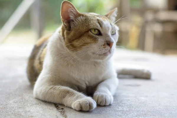 Gatos — Foto de Stock