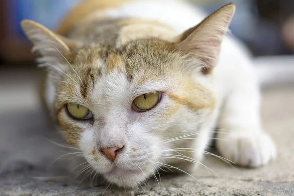 Katter — Stockfoto