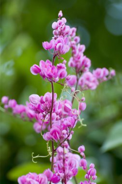 antigonon leptopus kancası