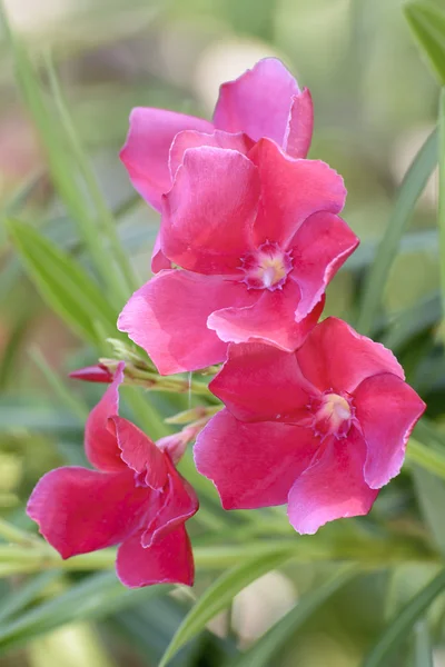 Flores cor de rosa — Fotografia de Stock