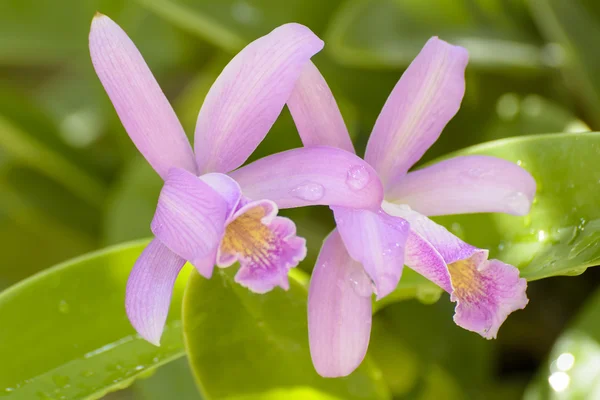 Cattleya orchid — Stock Photo, Image