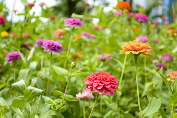 Portulaca — Stockfoto