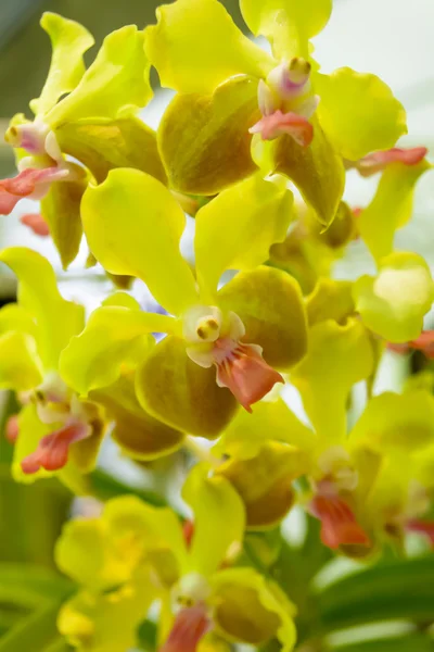 Orquídea — Foto de Stock