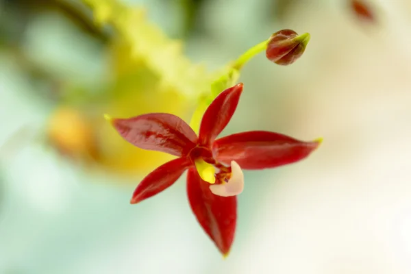 Phalaenopsis cornu cervi — Stock Photo, Image