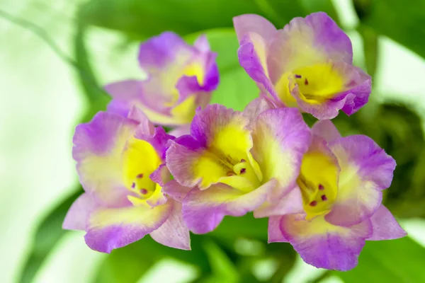 Orchid — Stock Photo, Image