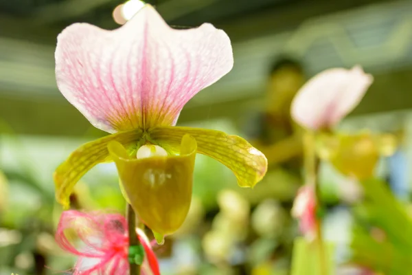 Fotos de Orquídea de chinelo de vênus, Imagens de Orquídea de chinelo de  vênus sem royalties | Depositphotos