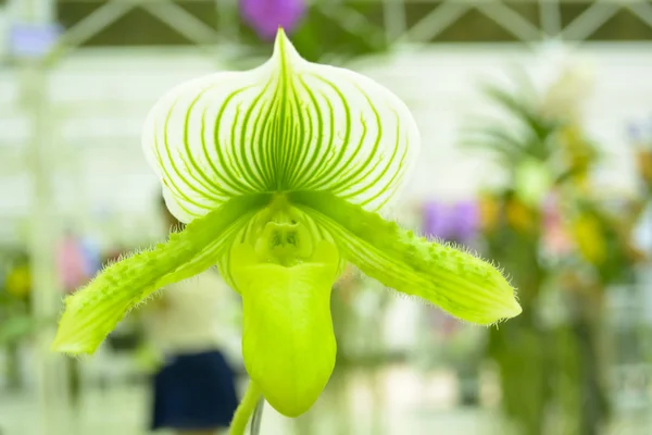 Paphiopedilum — Foto de Stock