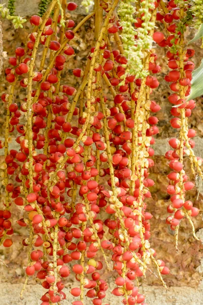 Effets de la couleur Areca catechu, très frais . — Photo