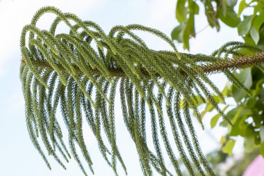 Araucaria heterophylla ağaç