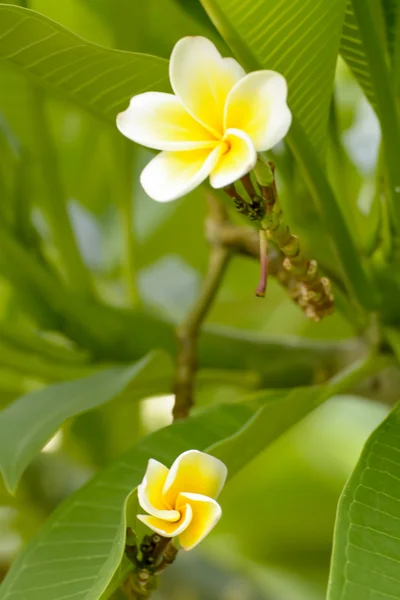 Plumeria kwiat — Zdjęcie stockowe