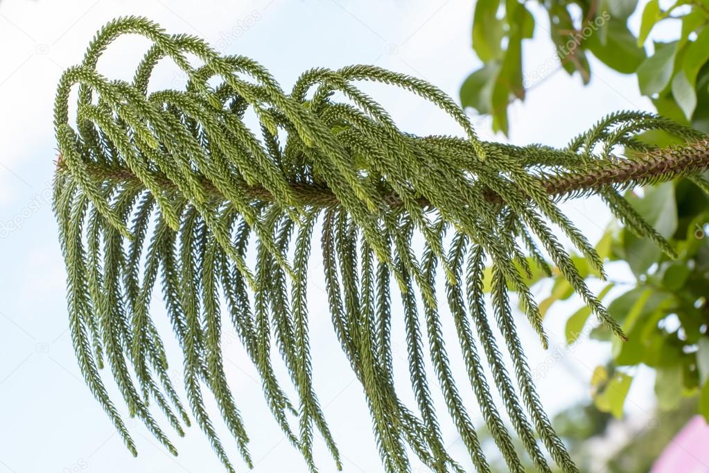Araucaria heterophylla tree
