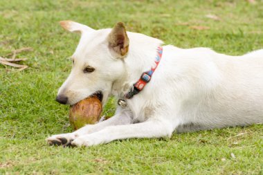 Köpek eğlenceli olduğunu Hindistan cevizi ile oynuyor.