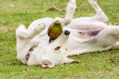 Köpek eğlenceli olduğunu Hindistan cevizi ile oynuyor.