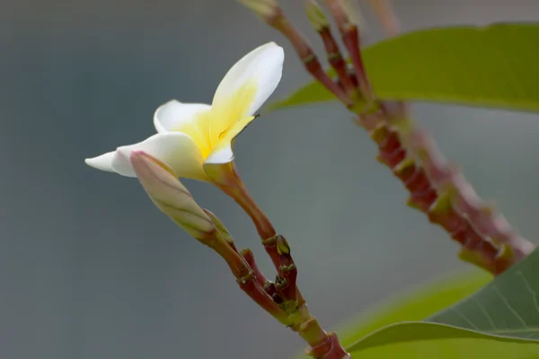 Plumeria kwiat — Zdjęcie stockowe