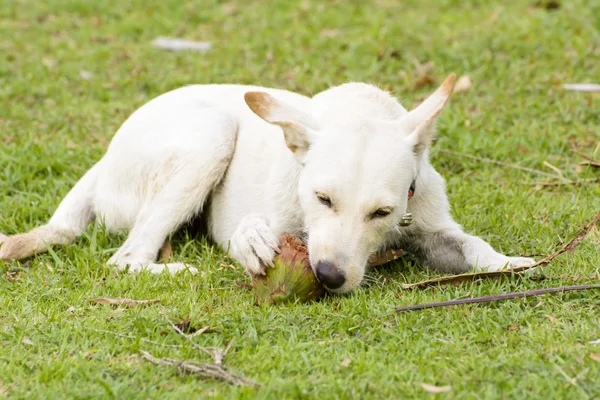 Hunden spelar med kokos att det är roligt. — Stockfoto