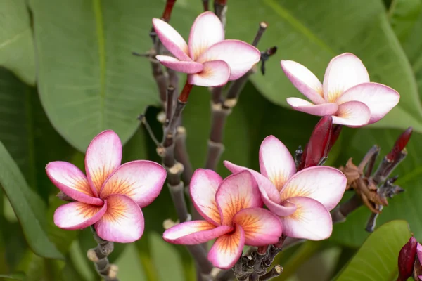 Desert Rose is a bright-colored flowers — Stock Photo, Image