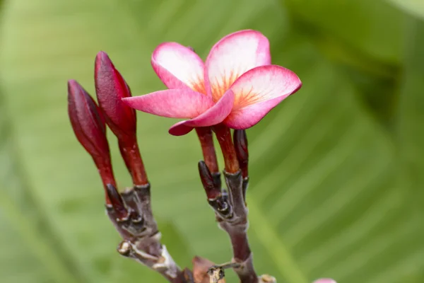 デザート ローズは、明るい色の花 — ストック写真