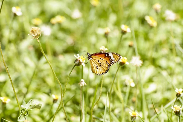 Borboleta e poaceae — Fotografia de Stock