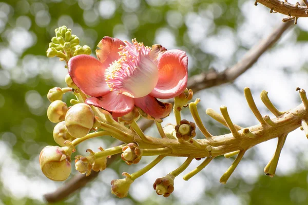 Cannonball ağaç etkileri