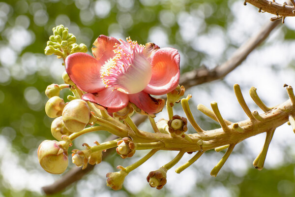 Эффекты пушечного ядра
