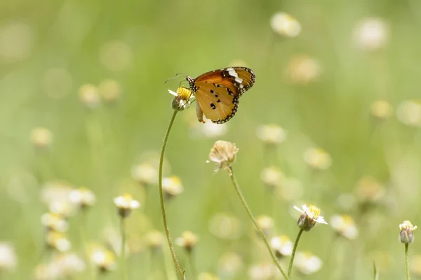 Mariposa y poáceas — Foto de Stock