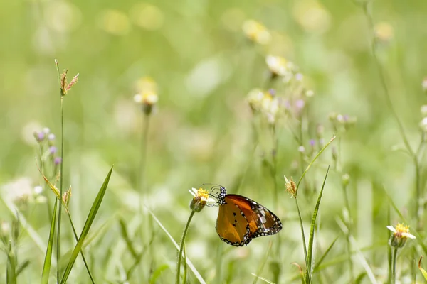 Mariposa y poáceas — Foto de Stock