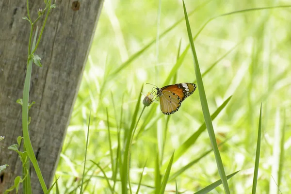 Mariposa y poáceas — Foto de Stock