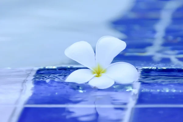 Plumeria flores al lado de la piscina . — Foto de Stock