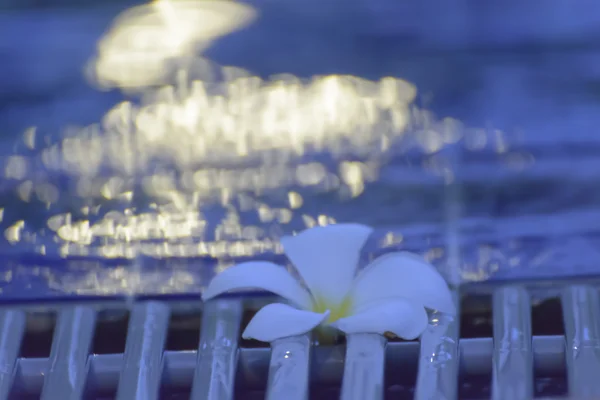 Plumeria flores al lado de la piscina . — Foto de Stock