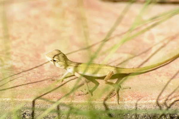 Chameleon Bebés o camaleones bebés es un reptil — Foto de Stock