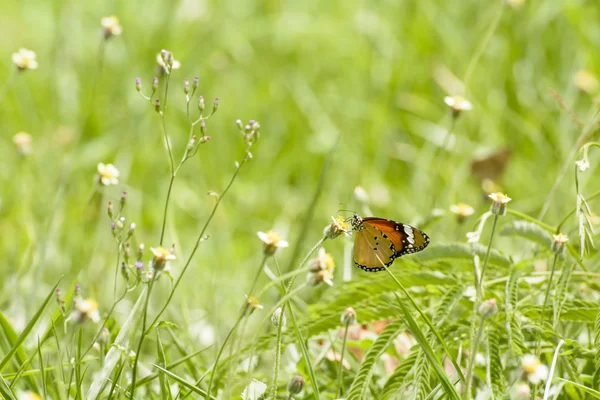 Mariposa y poáceas — Foto de Stock