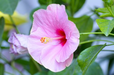 Hibiscus, Malvaceae familyasından bir bitki cinsidir.