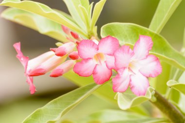 Çöl gülü parlak renkli çiçek olduğunu