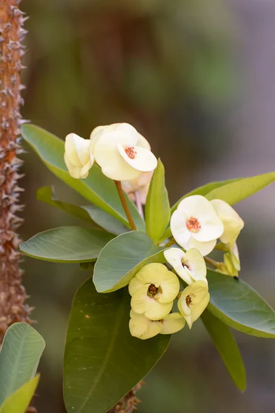 Euphorbia milii of kroon van doornen of plant van Christus of Christus thorn — Stockfoto