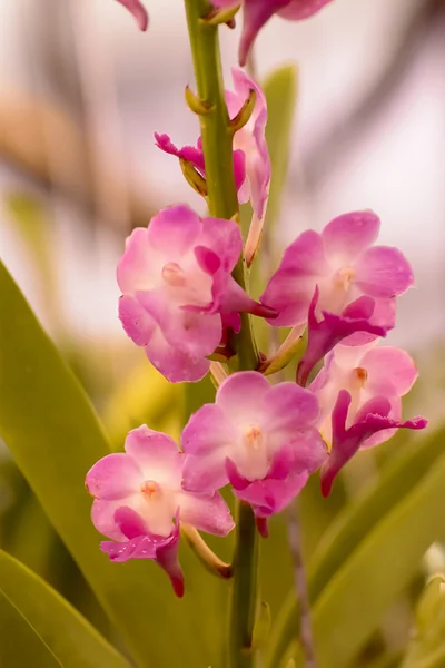 Orchid — Stock Photo, Image