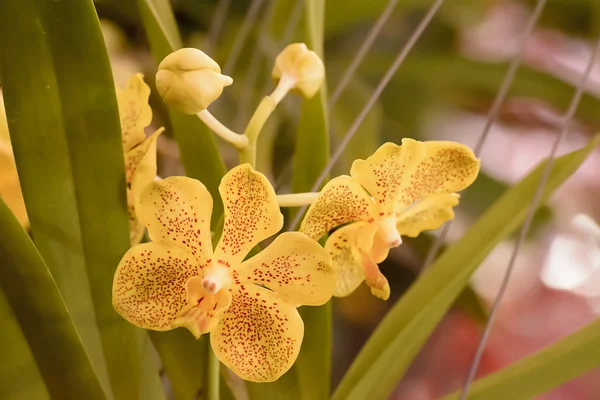 Orquídea — Fotografia de Stock